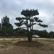 造型松
