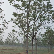 10公分椿树