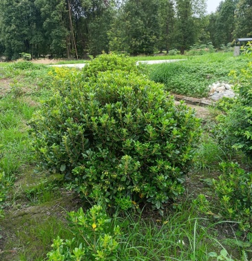 大量出售自家海桐球