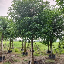秋枫移植苗原产地供应