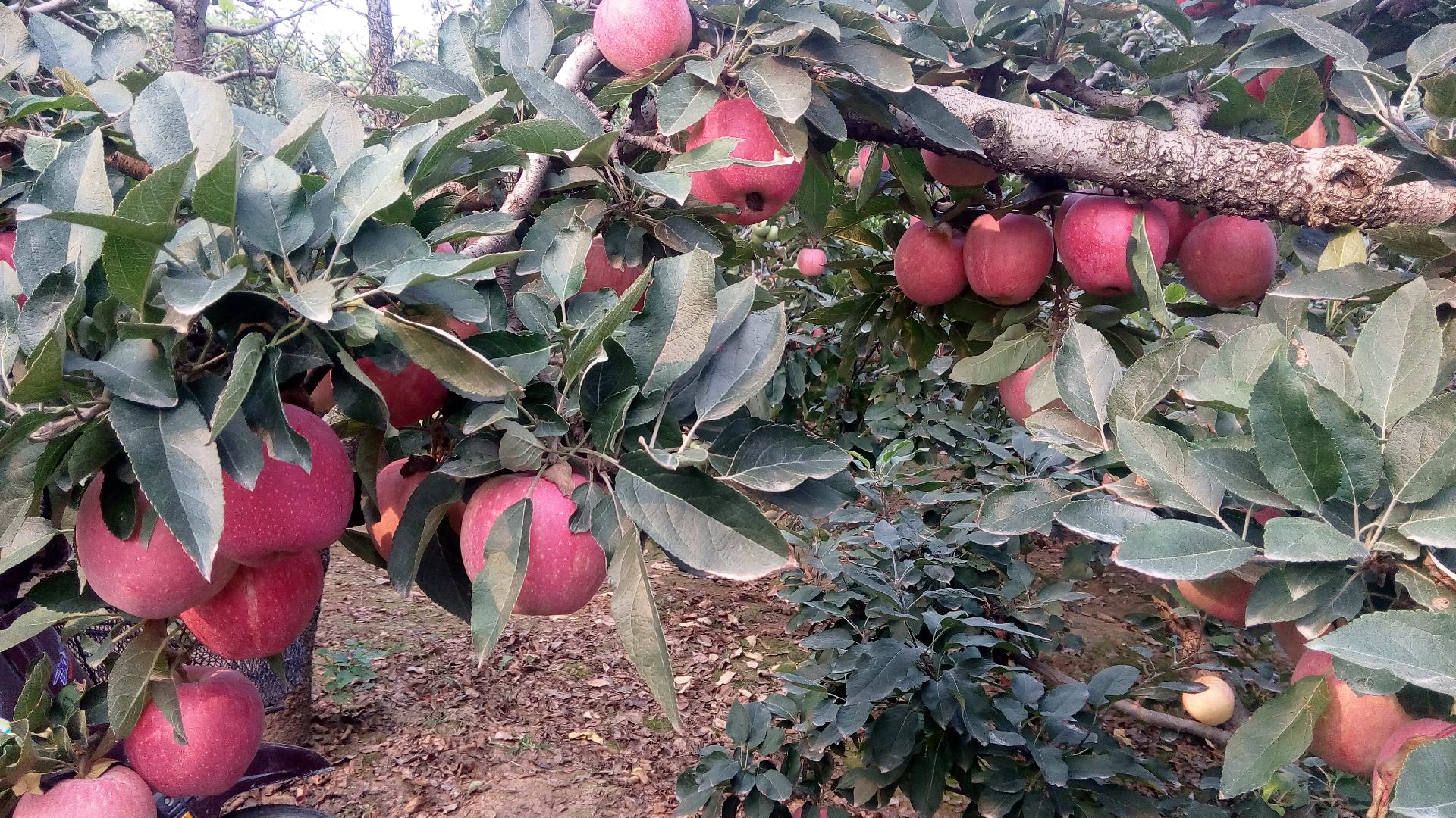 红星苹果夏季修剪实景图