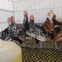 花纹漂亮的波澜鸡波澜鸡鸡种蛋青年波澜鸡观赏鸡