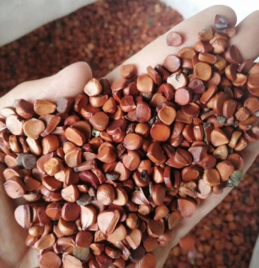 黄花鸢尾种子黄菖蒲种子水生鸢尾种子花卉种子