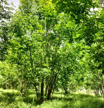 丛生白蜡丛生国槐丛生复叶槭丛生金叶榆高度58米