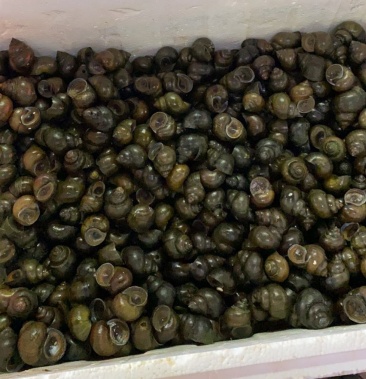 田螺一斤25到35个中小螺日产3000斤