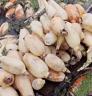 品种齐全,口感好,颜色亮白.专业种植莲藕十几年,大藕小藕