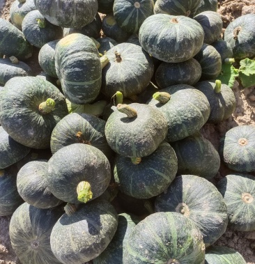 宁夏西吉县旱地南瓜