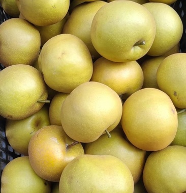 [黄梨批发]卖秋黄梨价格0.90元/斤 - 一亩田