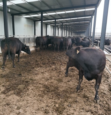 [安格斯牛批发]安格斯价格30000.00元/个 - 一亩田