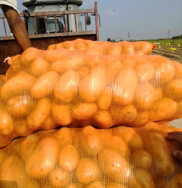 [土豆批发]中加709沙地土豆价格0.65元/斤 - 一亩田