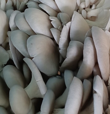 [鲜平菇批发]本地货上市价格40.00元/件 - 一亩田