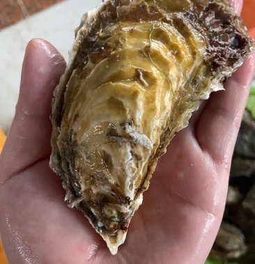 黄金三倍体生蚝原产地货原
