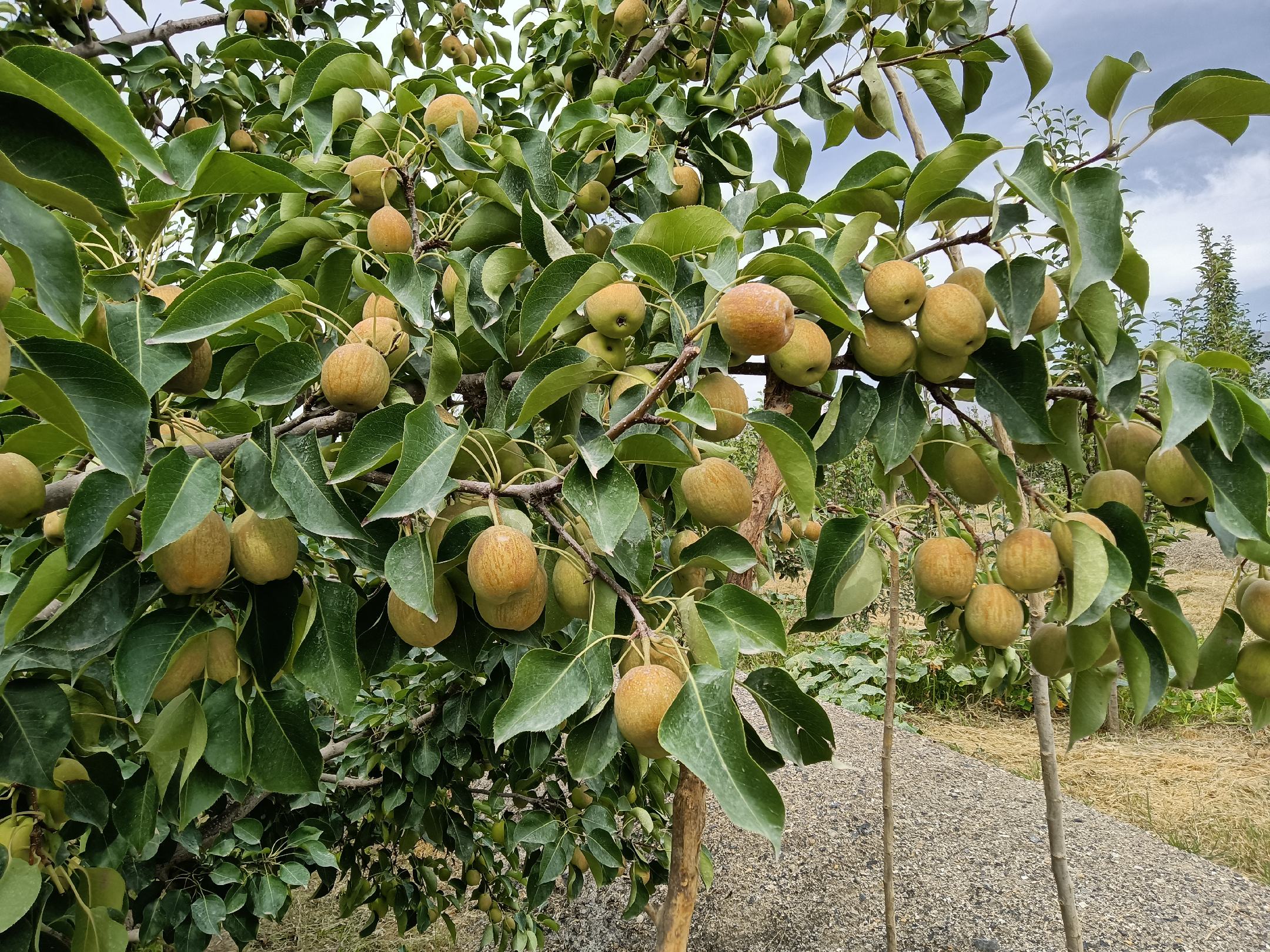 一棵挂满金黄色香梨的果树,果农正在梯子上手工采摘成熟的香梨,阳光透过树叶洒在果实上,展现出丰收季节的真实场景,背景为典型的西北干旱地貌 采摘中的香梨树