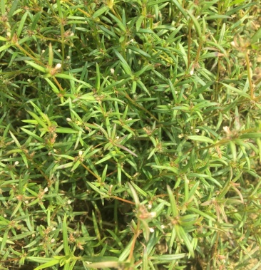 [白花蛇舌草批发]小号四方骨蛇舌草价格12.00元/斤 - 一亩田