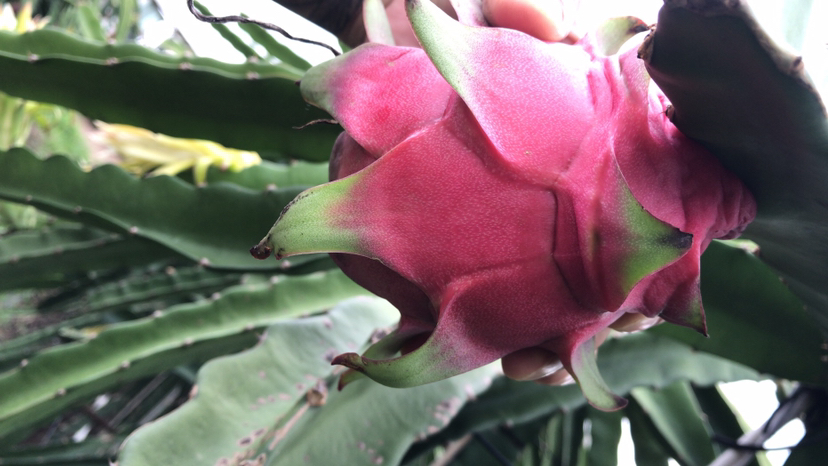 红心火龙果与白心火龙果外观对比图