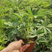 鲁冰花盆栽带花阳台庭院花苗室外耐寒植物多年生草本花卉