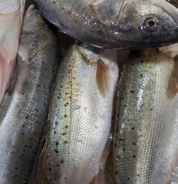 [鲈鱼批发]渤海湾钓钩鲈鱼价格1.00元/斤 - 一亩田