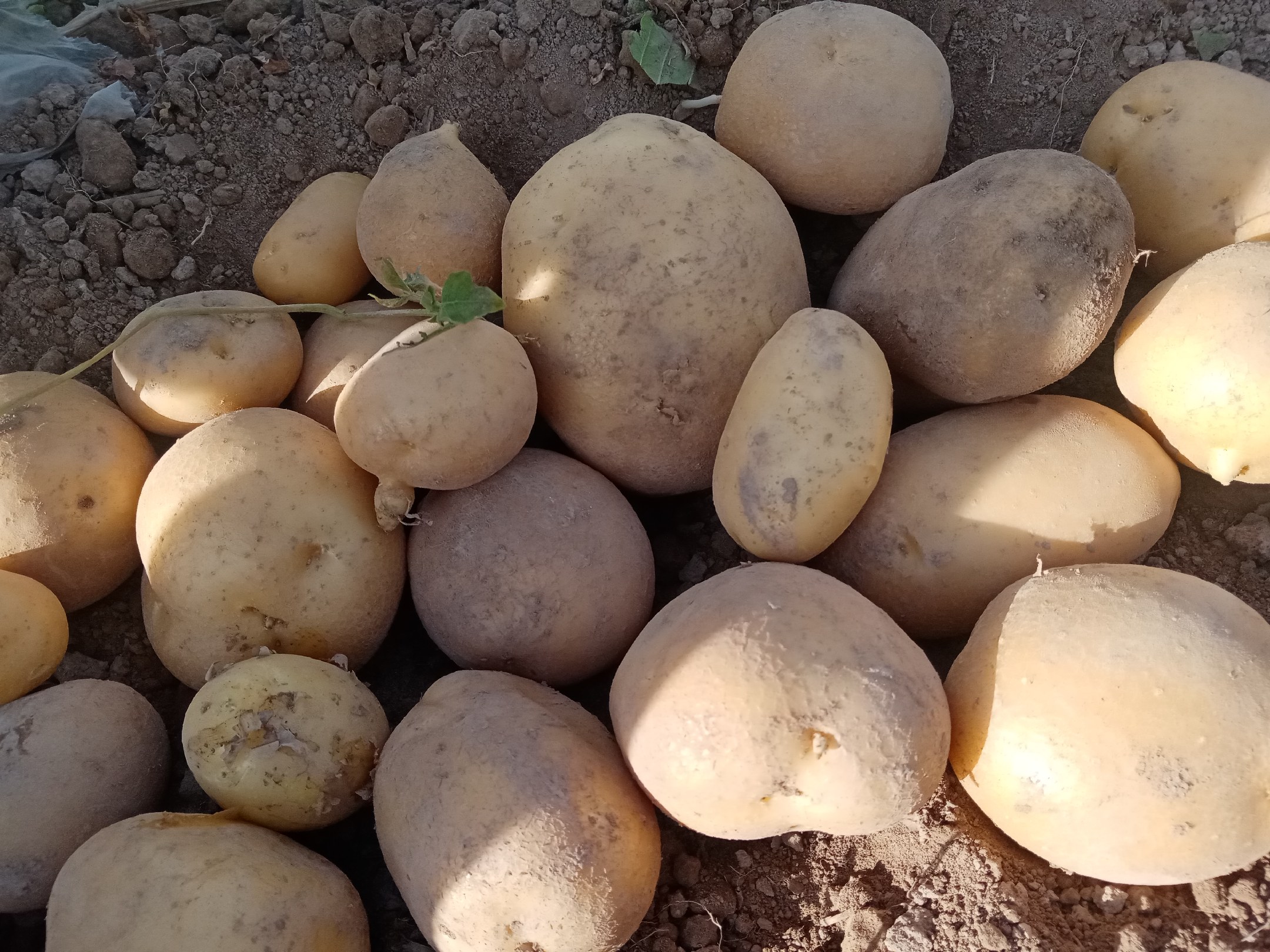 土豆表面出现绿色斑块特写