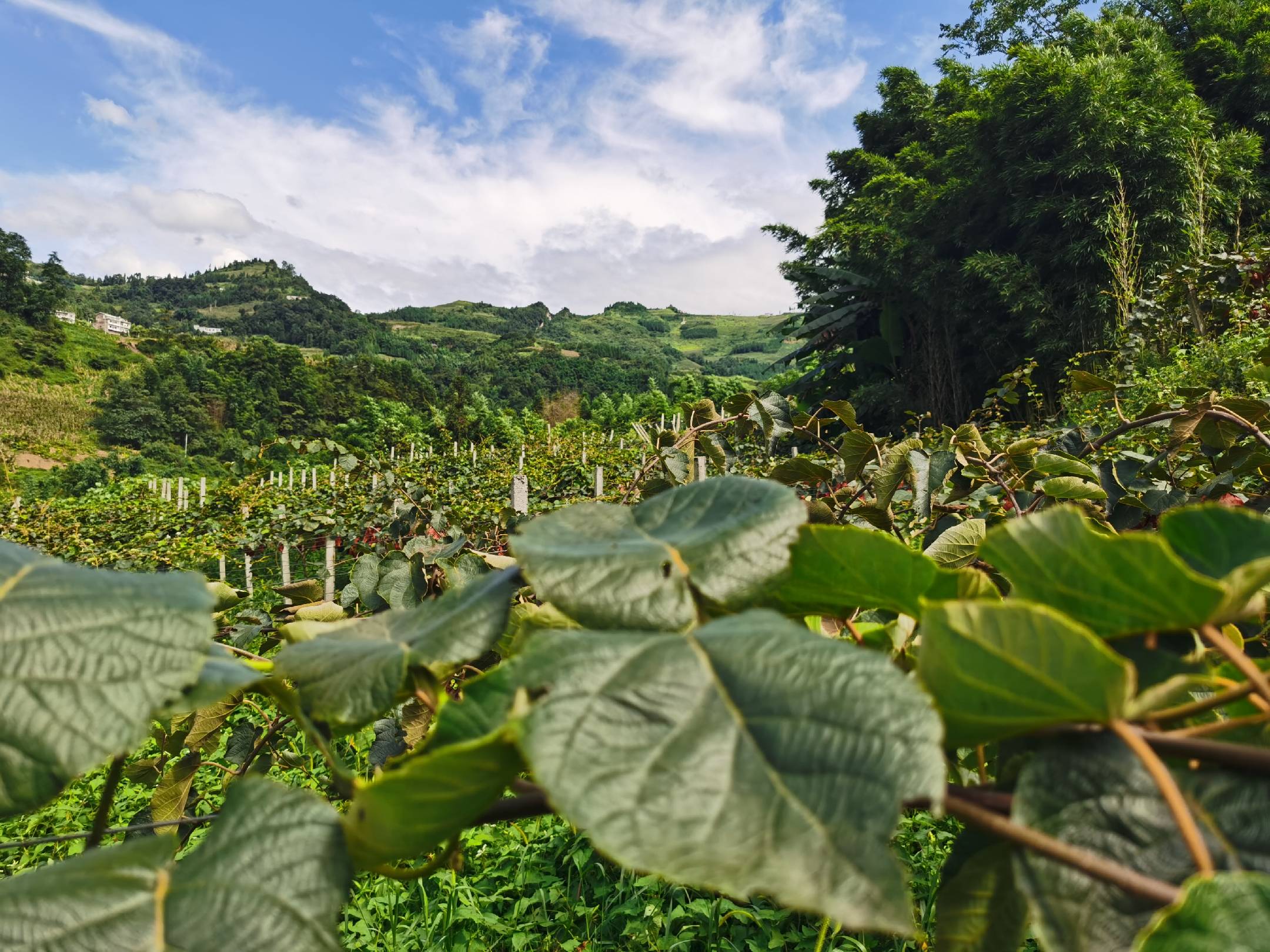 绿心猕猴桃果园全景