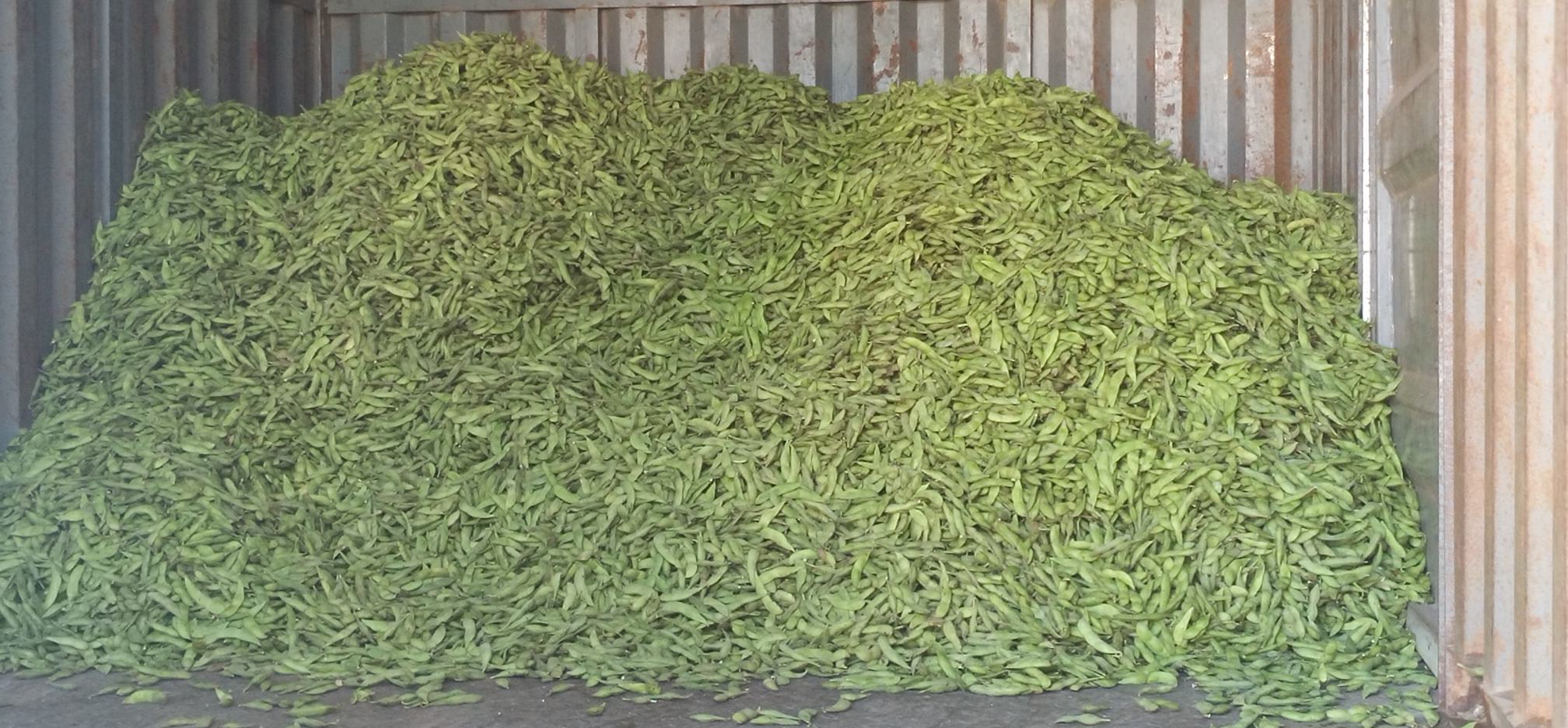 现代化毛豆采收线:左侧工人手工采摘标准豆荚(长度8–12cm,青绿色有光泽);中部传送带自动剔除老荚、病荚;右侧电子秤联网ERP系统,实时生成批次二维码;背景冷链车已开启预冷,车厢温度显示4.3℃ 早熟毛豆采收分级与冷链装车现场