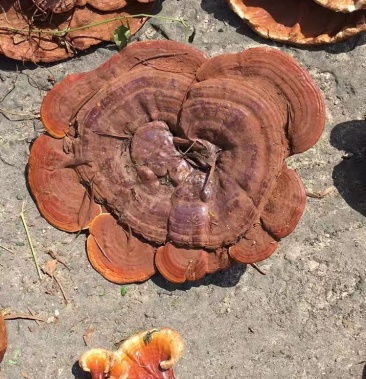 [红灵芝批发]包邮纯野生相思灵芝热带红灵芝新货下山