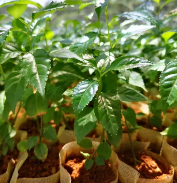 岗梅种苗种植岗梅岗梅根岗梅种子广东岗挴