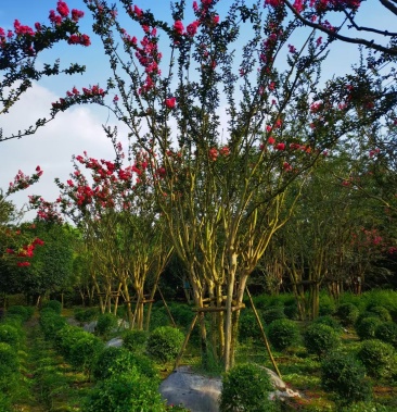 拼栽丛生紫薇基地直销欢迎来挑来选保质保量