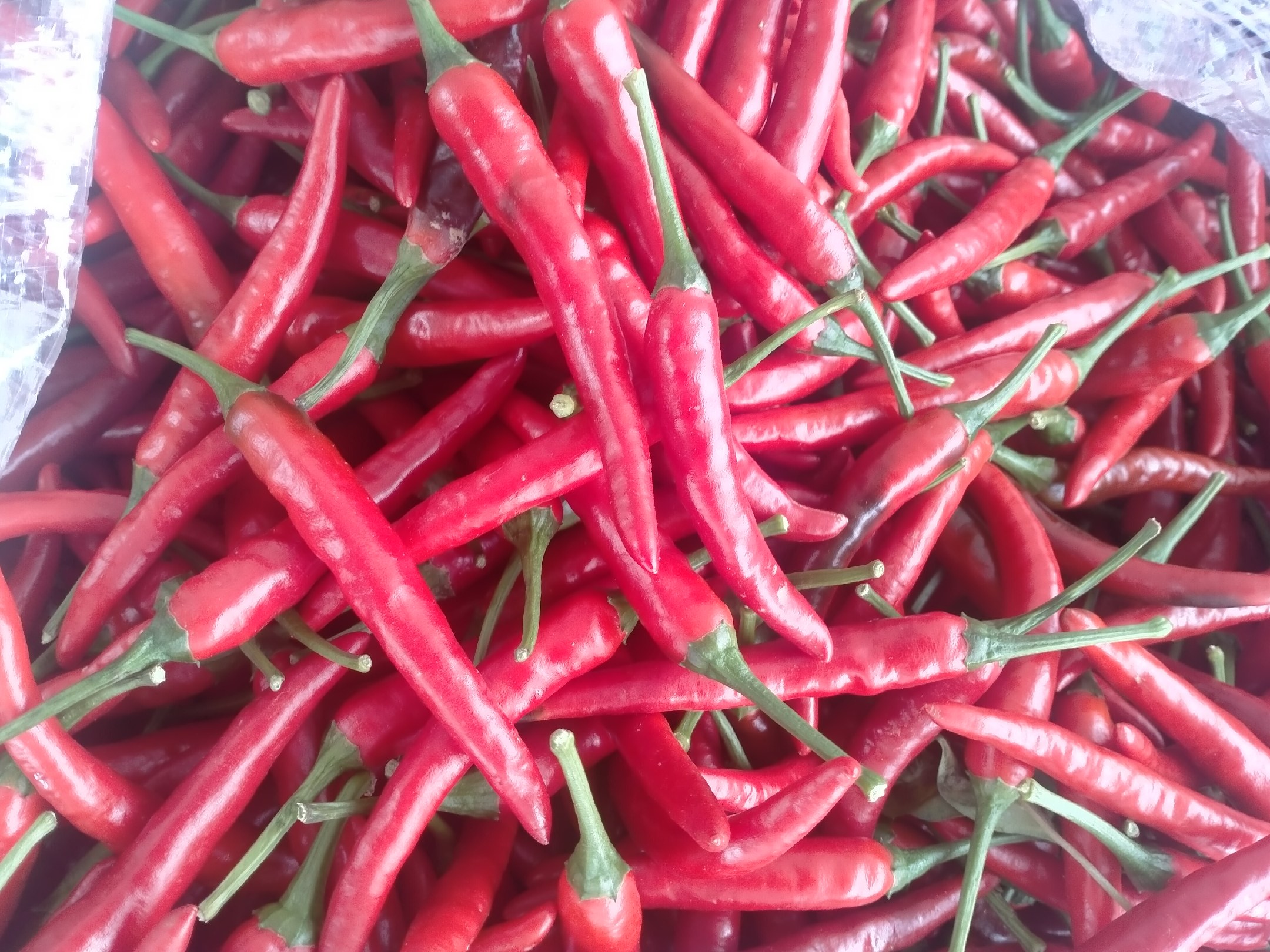 小红椒与小米辣对比图