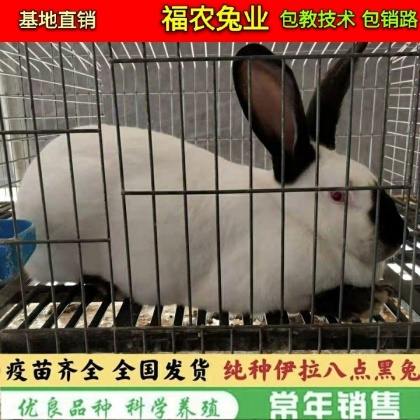 活猪价格行情_今日活猪价格多少钱一斤 _ 一亩田