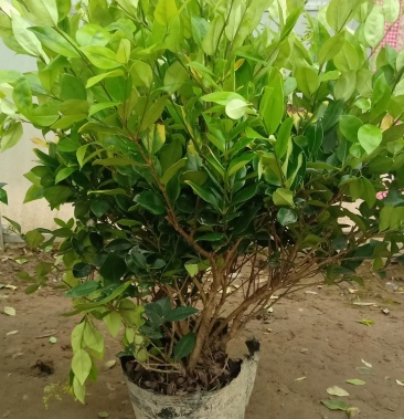 金森女贞裸根苗杯苗毛球工程苗木量大优惠