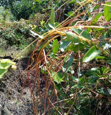 区物流其他;运费待商议规格1斤到5斤1800斤立即订购胡明根个人等级:3