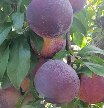 [李子批发]安哥诺李子价格1.30元/斤 - 一亩田