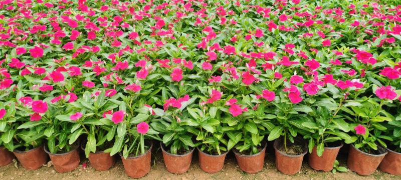花卉销售价格