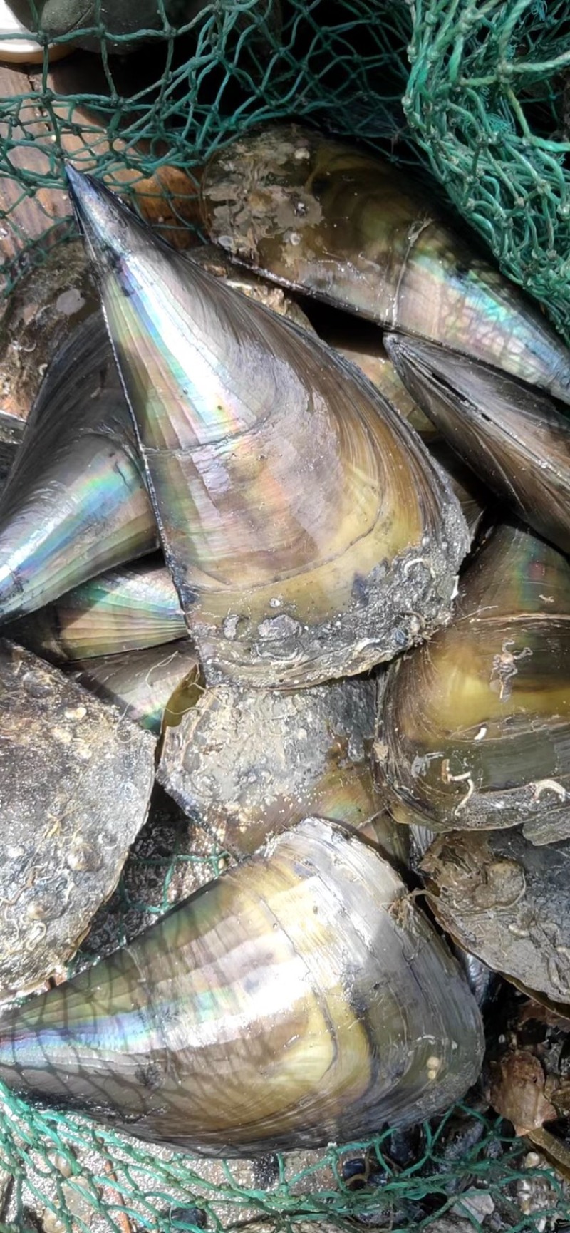 绿贝带子绿贝青贝海鲜粉丝贝新鲜贝类烧烤食材