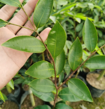 绿棋楠沉香树苗(核绿,子弹头,龙五),保证品种品质