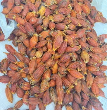 [山栀批发]栀子红栀子黄果树香料卤菜大料无硫新货批发中药材大货供应