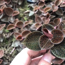 金线莲种苗免费提供技术指导发快递除了偏远地区包邮