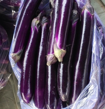 广茄现采摘园区地头分拣装车