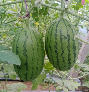 精品礼品西瓜吊秧牛奶小西瓜糖度高品质好欢迎老板前来洽谈!