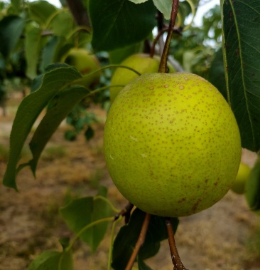 [鸭梨批发]固安县广梨价格1.80元/斤 - 一亩田