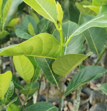 菠萝蜜果苗 树菠萝 马来西亚一号 四季 实生苗嫁接苗