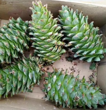 [松子批发]松包 马松包 松子价格2.00元/斤 - 一亩田