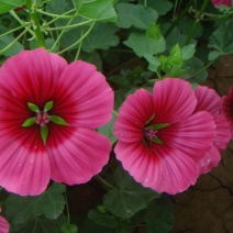 马洛葵种子草花彩包花仙子系列家庭阳台花卉新品种香草种子