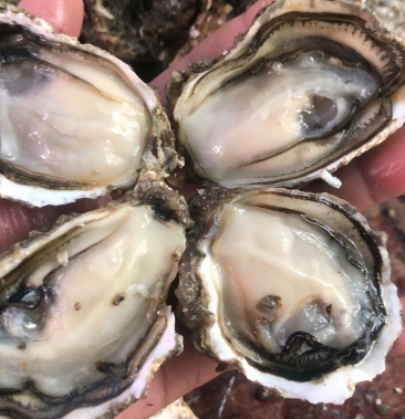 [生蚝批发]鲜活牡蛎生蚝,一元一个摆地摊生蚝.保证新鲜价格3.