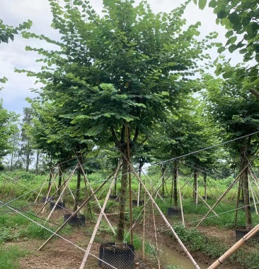 宮粉紫荊工程樹苗綠化樹苗公園庭院種植種樹苗