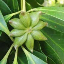 散装大茴香种子大料大红八角茴香八角珠八角香八角树八角种子