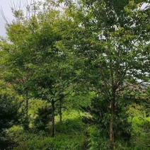 福建山樱花，福建种植基地，欢迎新老客户来咨询，谢谢大家