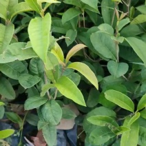 四季桂花，福建省桂花种植基地，欢迎新老客户来实地考察