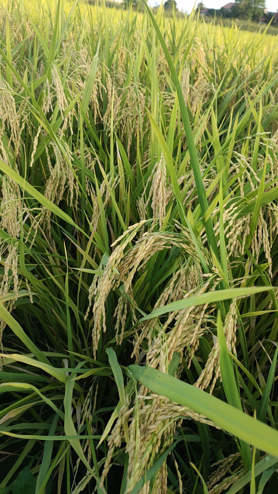 [籼稻谷批发]湖北荆州荆州区稻谷 1.38元/斤2024年新稻谷 _ 一亩田