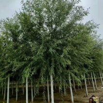 旱柳11-20公分，自家苗圃一手货源，品质高价格低